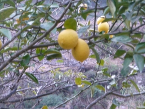 Zitronen am Weg nach Tatopani